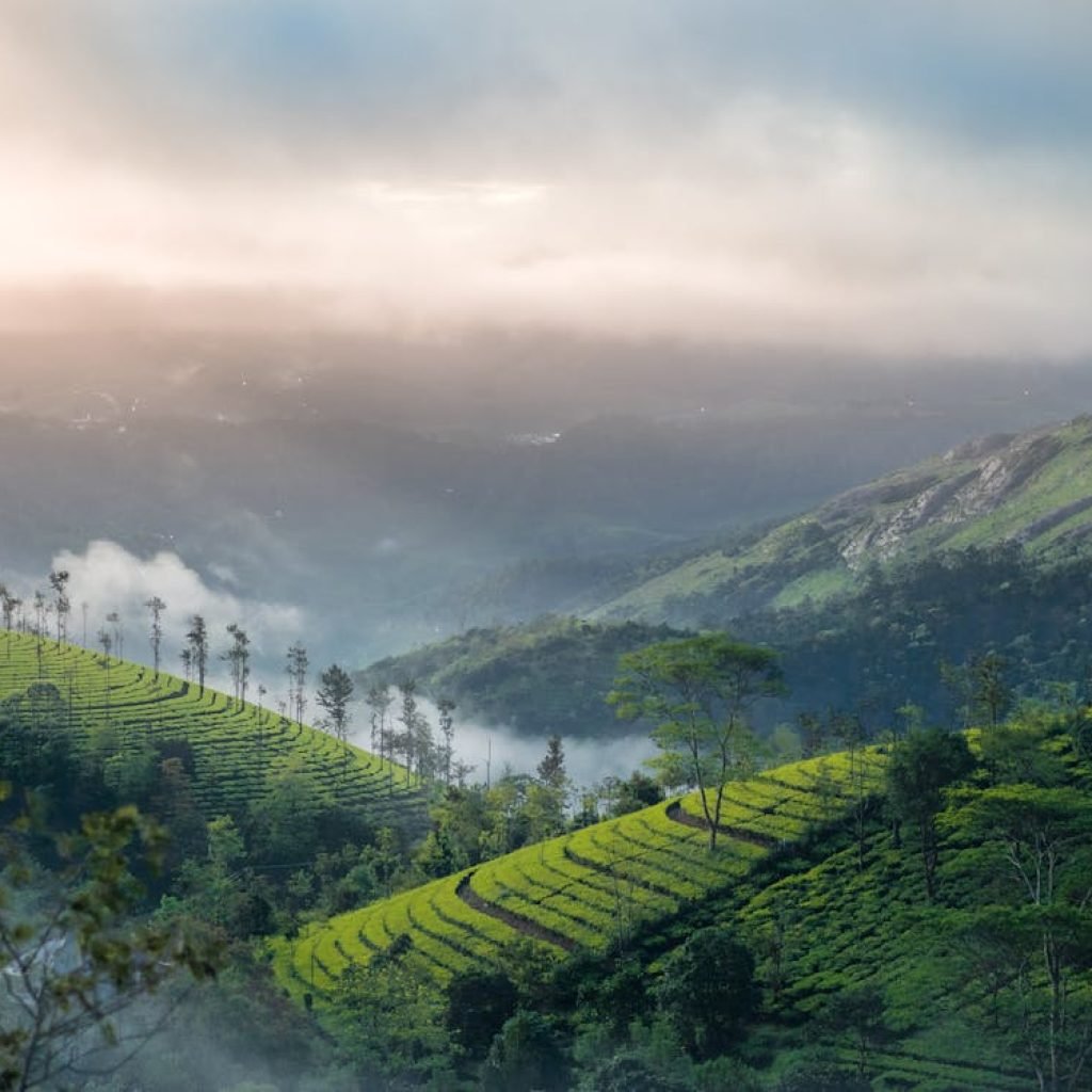 india-munnar-kerala